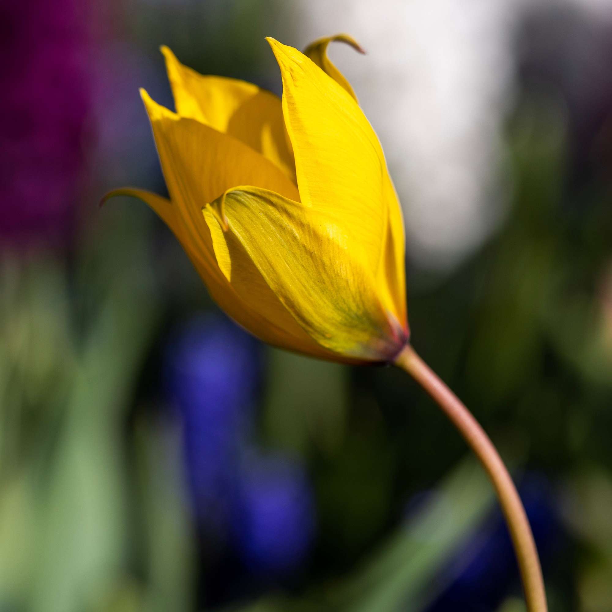 Tulpe 'Sylvestris'